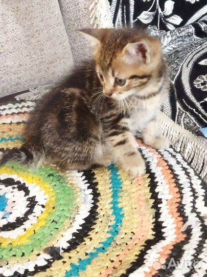 Котята,к лотку приучены