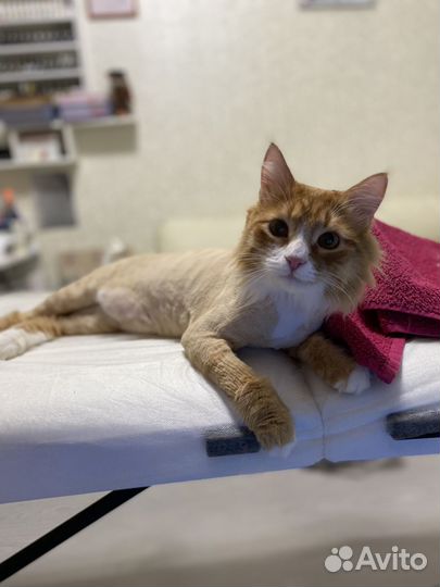 Стрижка кошек