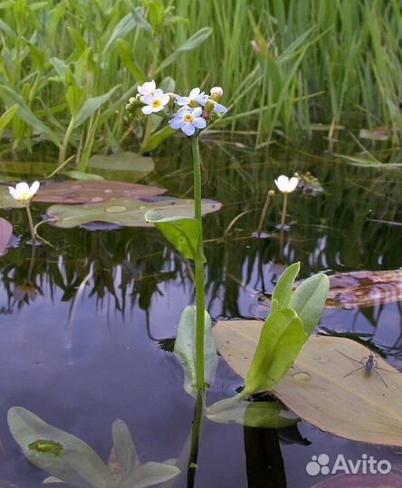 Незабудка болотная для пруда