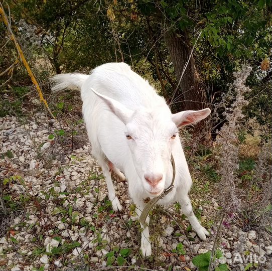 Коза дойная