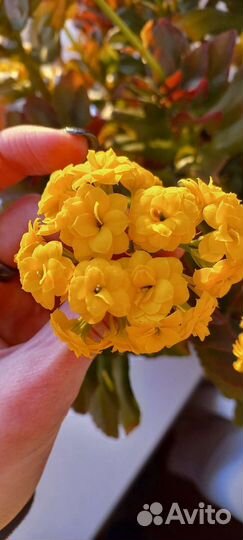 Каланхое цветущее