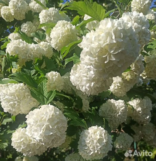 Калина Бульденеж