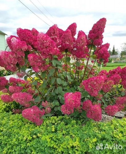 Гортензия саженцы оптом