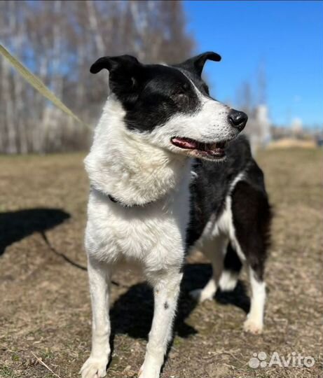 Собака в добрые руки, Луша