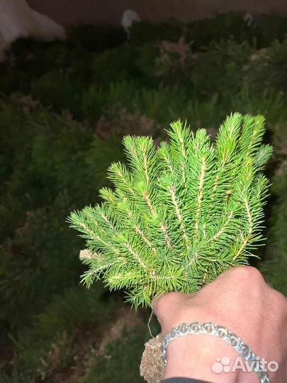 Сеянцы сосны зкс от производителя