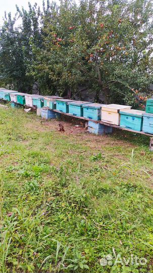 Чеченский мёд