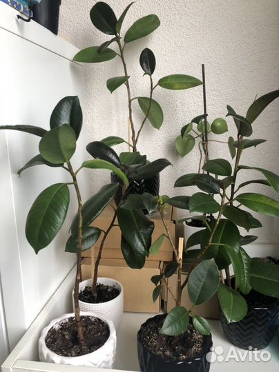 Фикус каучуконосный в керамическом горшке