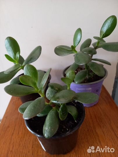 Растения для дома