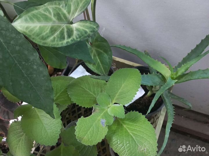 Комнатные цветы