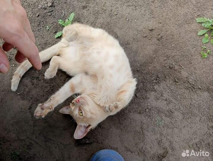 Котенок мальчик