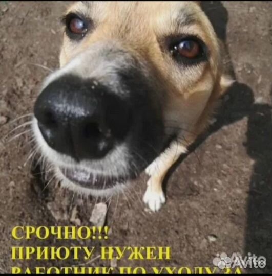 Работник в приют