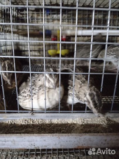 Яйца перепелиные