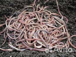 Черви для рыбалки (дендробена)