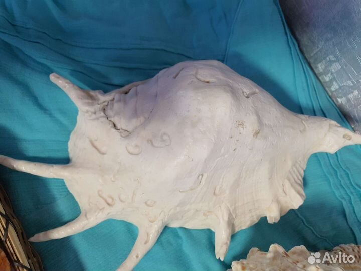 Морские ракушки раковины большие