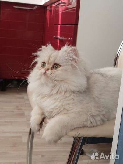 Британская шиншилла