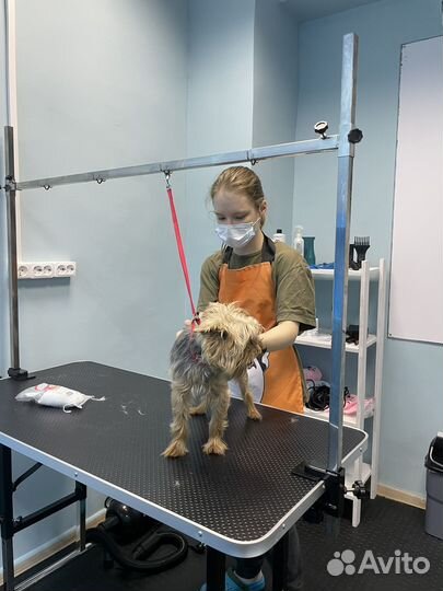 Уход, стрижка, гигиенический уход, груминг