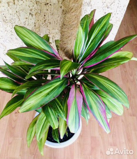 Кордилина Киви