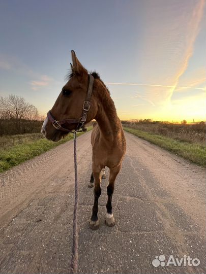 Продам лошадь