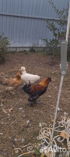 Петухи и куры породистые
