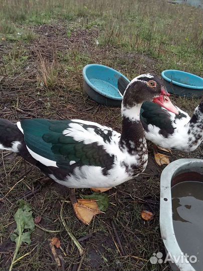 Утка. Индоутка