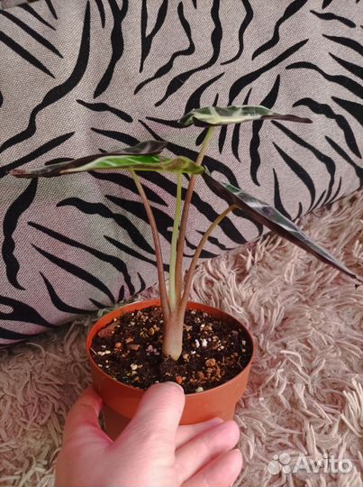 Алоказии, спатифиллум