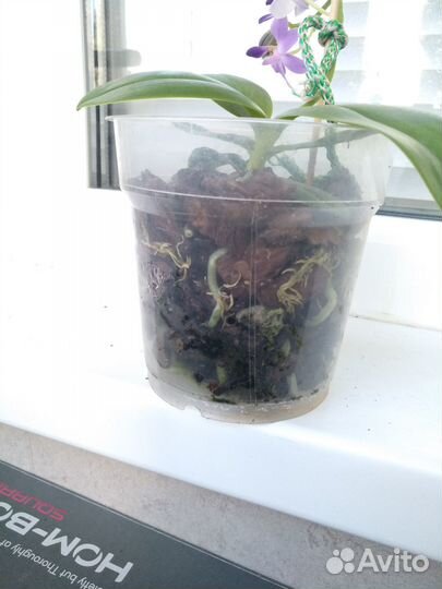 Орхидея фаленопсис 