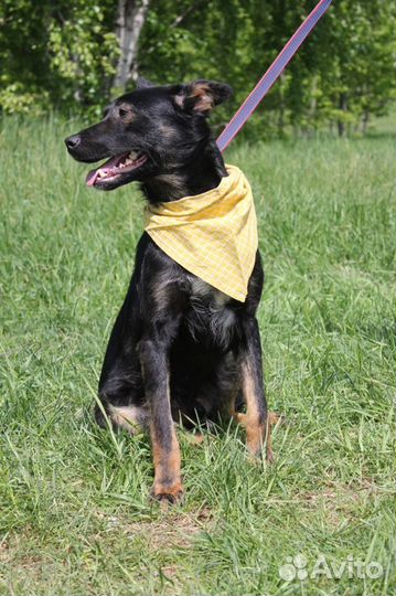 Виктор-угольный красавчик ищет дом