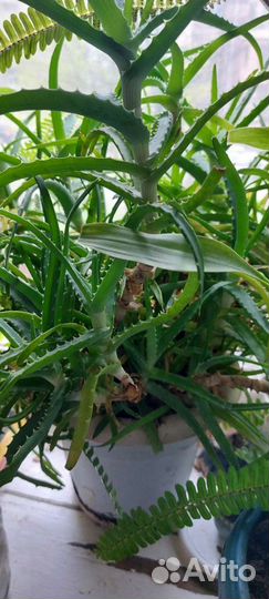 Комнатные растения