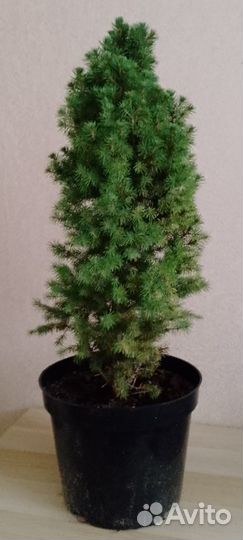 Ель декоративная