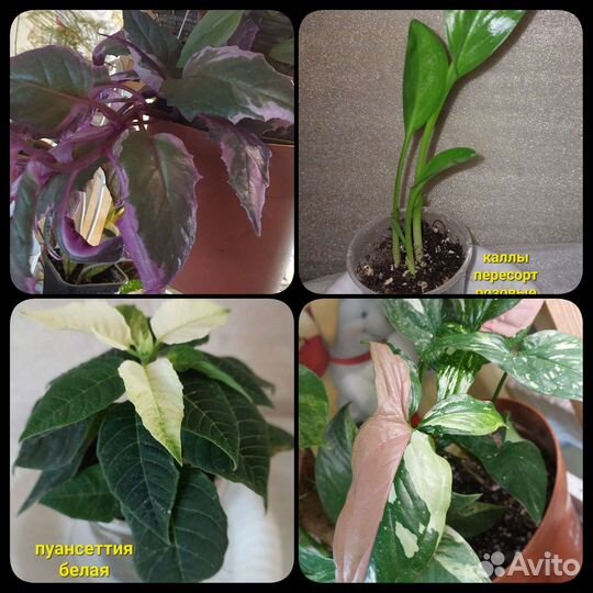 Бегонии и другие цветы