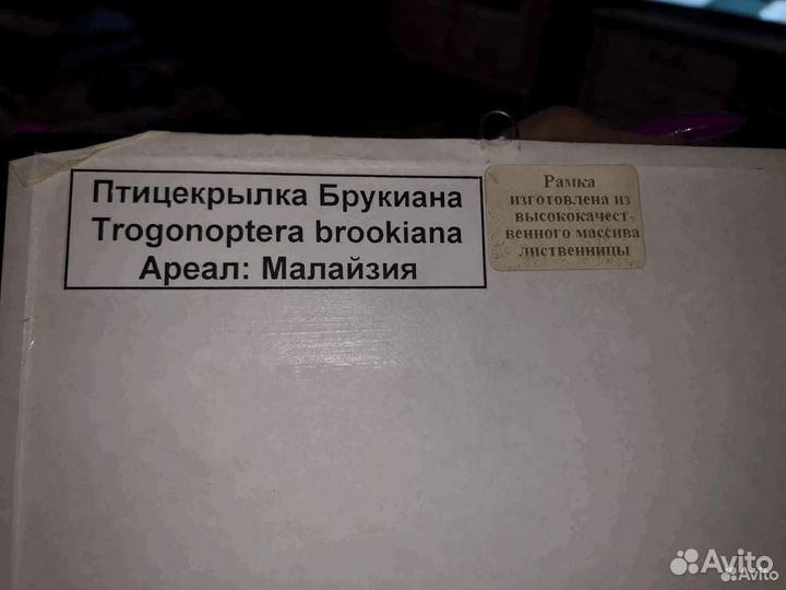 Бабочки В рамке