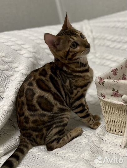 Бенгальские котята