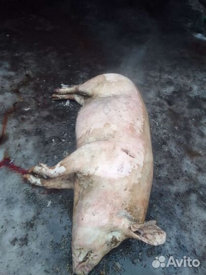 Поросята на мясо