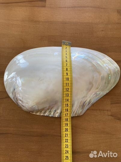 Красивая большая раковина