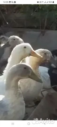 Индийский бегунок