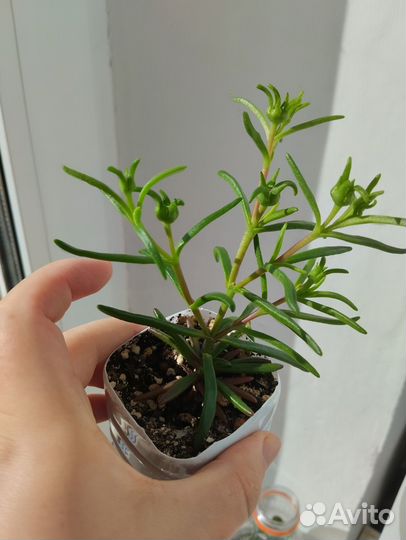 Местоклема