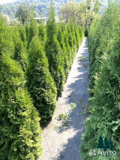 Туя смарагд экстра качества