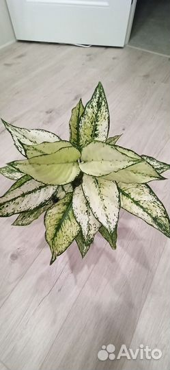 Аглаонема вайт Киви