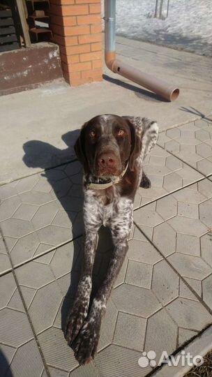 Курцхаар вязка