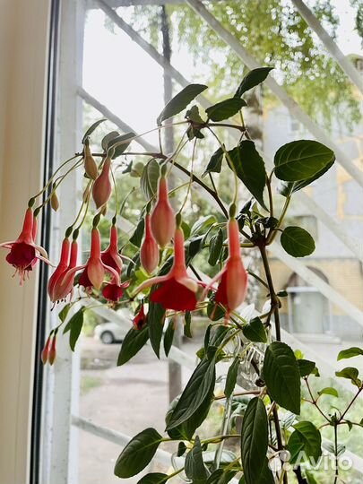 Фуксия, сорт Маринка