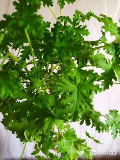 Герань душистая