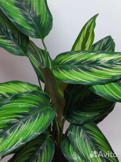 Калатея пинстрайп