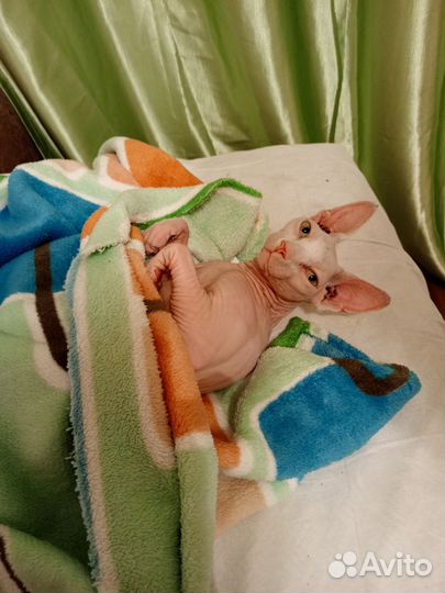 Канадский сфинкс бесплатно