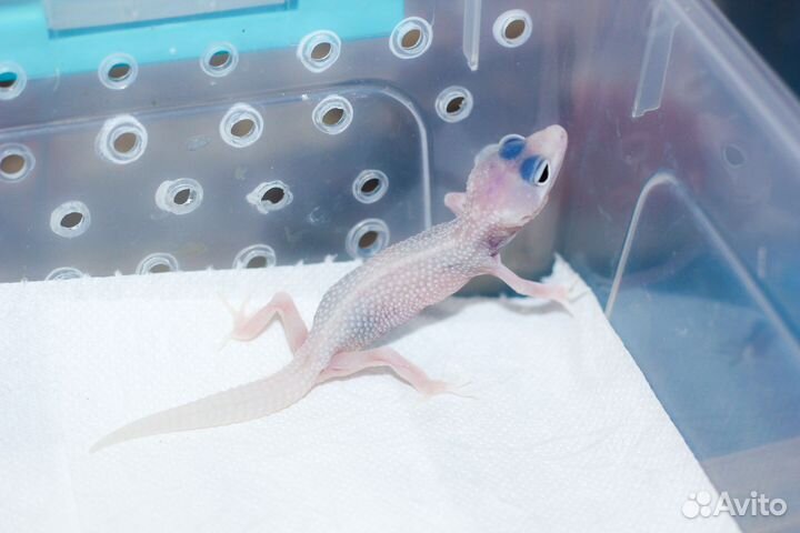 Геккон эублефар