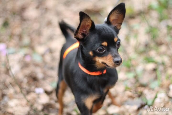 Вязка той-терьер