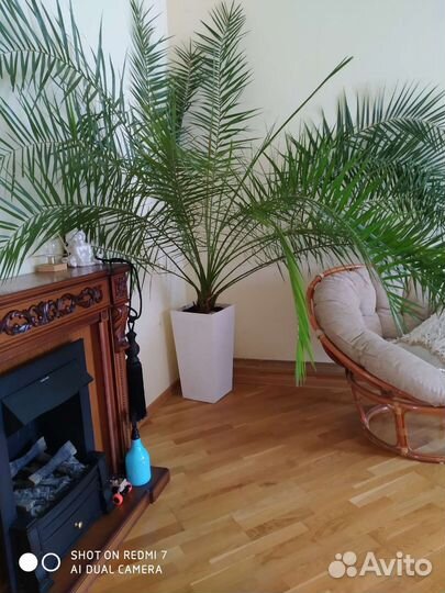 Финиковая пальма