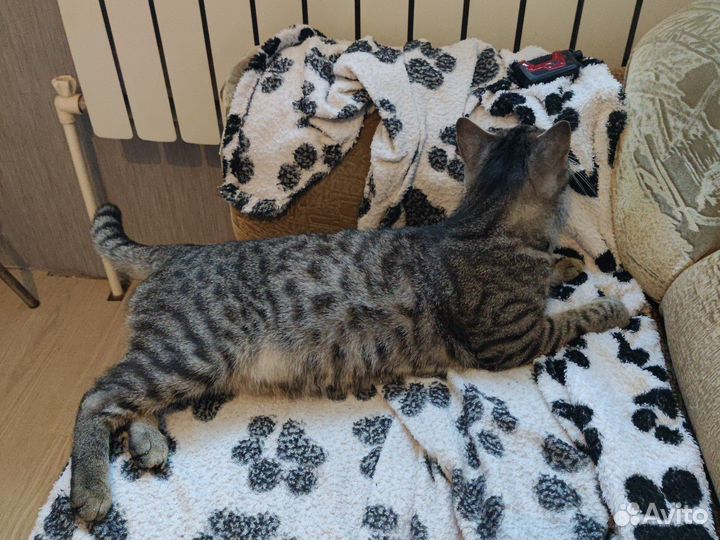 Отдам кота в добрые руки