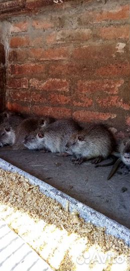 Нутрии малыши