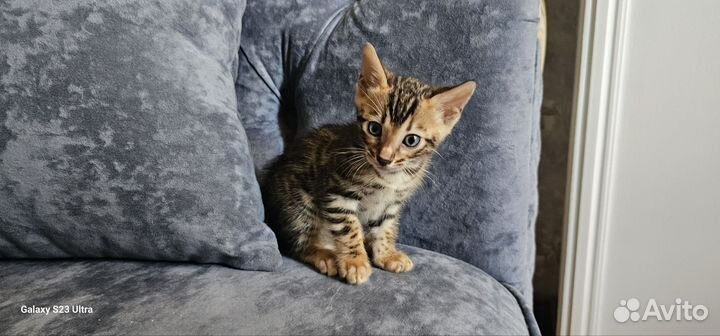 Бенгальская леопардовая кошка