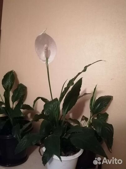 Спатифиллум / женское счастье